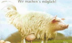 eierlegendewollmichsau.jpg