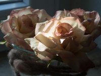 20-Rose-Stoff-3.jpg