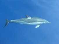 Flying Dolphin - Begegnung vor der gr. Insel Kos, 2007.