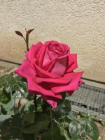 rose-iphone.jpg