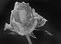 Schwarze_Rose_01.jpg