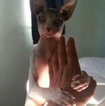 SphynxLove.jpg