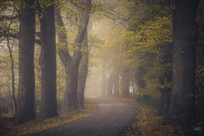 221031_Alley of Oaks_Matt Rimkus.jpg