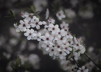 240329_Blossoms in Motion II_Matt Rimkus.jpg