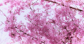 Sakura blossom.jpg