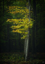 241020_Loose Autumn I_Matt Rimkus.jpg