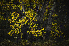 241020_Autumn Birch III_Matt Rimkus.jpg