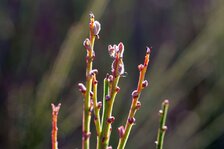 DSC00998#.jpg DSC00998#.jpg