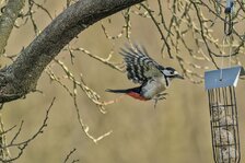 20250306_3067.jpg 20250306_3067.jpg