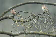 20250214_2809.jpg 20250214_2809.jpg