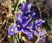 lilien_reduziert1.jpg lilien_reduziert1.jpg