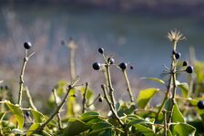 DSC01075#.jpg DSC01075#.jpg