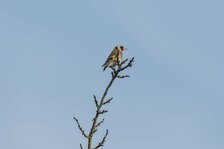 20250308_3115.jpg 20250308_3115.jpg