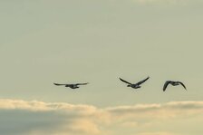 20250316_3427.jpg 20250316_3427.jpg