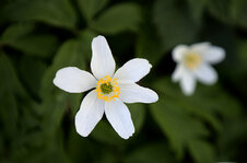 IMG_5950_01_skaliert.jpg IMG_5950_01_skaliert.jpg