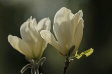 20250411_3891.jpg 20250411_3891.jpg