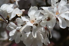 1744556462955.jpeg 1744556462955.jpeg