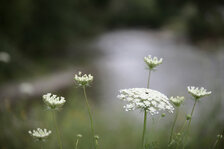 _MG_4133_01_skaliert.jpg _MG_4133_01_skaliert.jpg