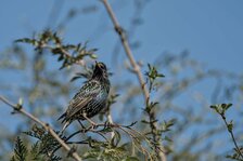 20250405_3754.jpg 20250405_3754.jpg