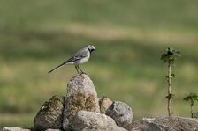 20250411_3878.jpg 20250411_3878.jpg