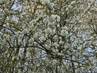 kirschwald.jpg kirschwald.jpg