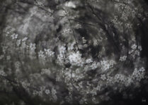 240329_Blossoms in Motion IX_Matt Rimkus.jpg 240329_Blossoms in Motion IX_Matt Rimkus.jpg