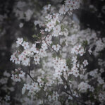 240329_Blossoms in Motion IV_Matt Rimkus.jpg 240329_Blossoms in Motion IV_Matt Rimkus.jpg