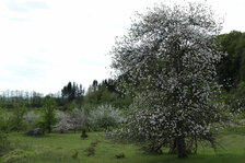 Gruorn_16.JPG Gruorn_16.JPG