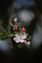 Gruorn_17.JPG Gruorn_17.JPG