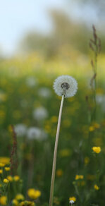 Gruorn_20.JPG Gruorn_20.JPG