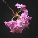 250421_Ethereal Easter_002_Matt Rimkus.jpg 250421_Ethereal Easter_002_Matt Rimkus.jpg