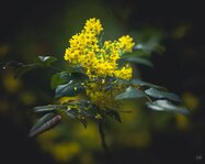 250421_Ethereal Easter_004_Matt Rimkus.jpg 250421_Ethereal Easter_004_Matt Rimkus.jpg