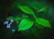 250421_Ethereal Easter_006_Matt Rimkus.jpg 250421_Ethereal Easter_006_Matt Rimkus.jpg