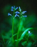 250421_Ethereal Easter_007_Matt Rimkus.jpg 250421_Ethereal Easter_007_Matt Rimkus.jpg