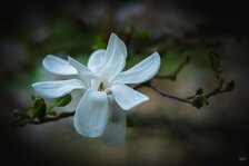 250421_Ethereal Easter_012_Matt Rimkus.jpg 250421_Ethereal Easter_012_Matt Rimkus.jpg