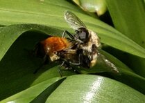 Bibabumsbiene.jpg Bibabumsbiene.jpg