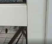 Stegbiene_01.jpg Stegbiene_01.jpg