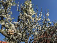 PXL_20250416_074333719.jpg PXL_20250416_074333719.jpg