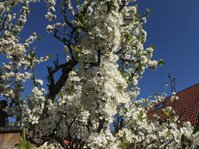 PXL_20250416_074342526.jpg PXL_20250416_074342526.jpg