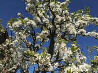 PXL_20250416_074350657.jpg PXL_20250416_074350657.jpg