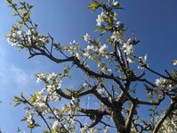 PXL_20250416_074423387.jpg PXL_20250416_074423387.jpg