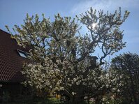 PXL_20250416_074453457.jpg PXL_20250416_074453457.jpg