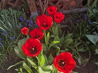 PXL_20250416_074508636.jpg PXL_20250416_074508636.jpg