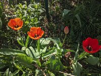 PXL_20250416_074533208.jpg PXL_20250416_074533208.jpg