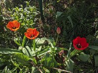 PXL_20250416_074536036.jpg PXL_20250416_074536036.jpg