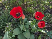 PXL_20250416_074542367.jpg PXL_20250416_074542367.jpg