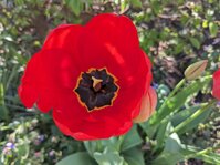 PXL_20250416_074549308.jpg PXL_20250416_074549308.jpg