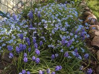 PXL_20250416_074610516.jpg PXL_20250416_074610516.jpg