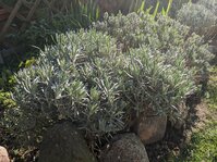 PXL_20250416_074625746.jpg PXL_20250416_074625746.jpg