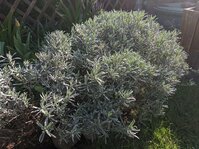 PXL_20250416_074640270.jpg PXL_20250416_074640270.jpg